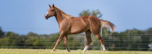 Clinton-Anderson-Presents_Soxie-Under-Saddle