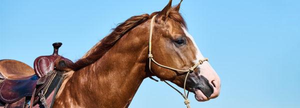 How-To-Tie-A-Rope-Halter